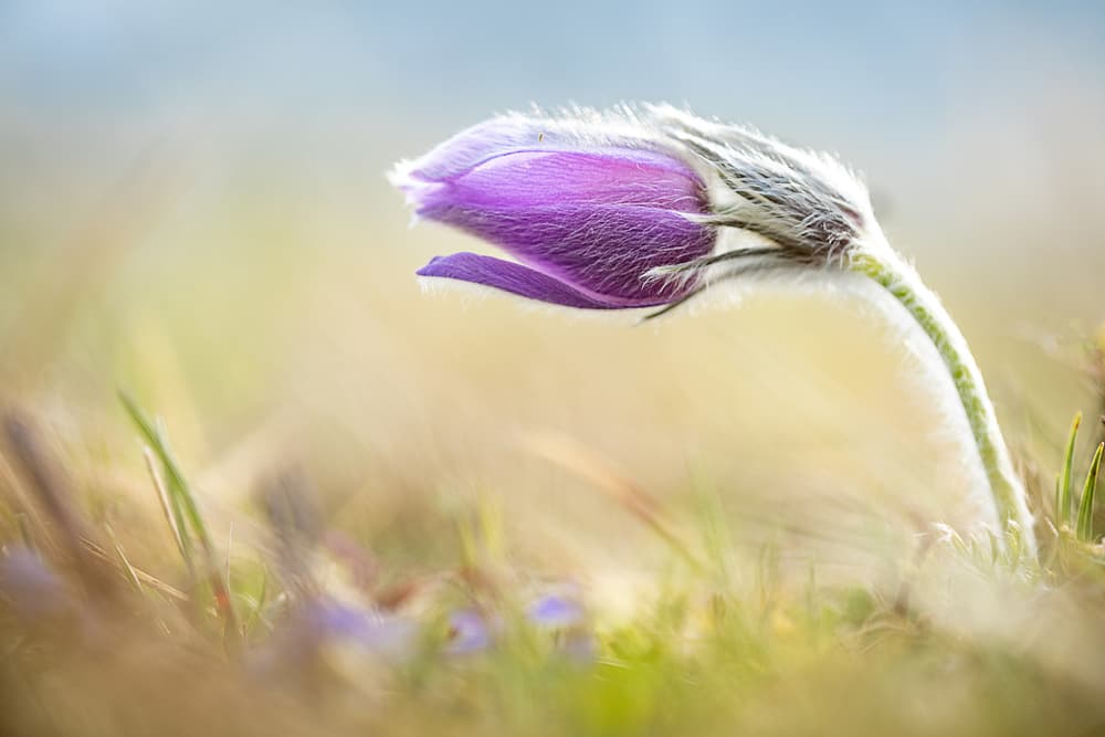 Soft Purple Bloom by Ulrike Eisenmann — canvas wall art