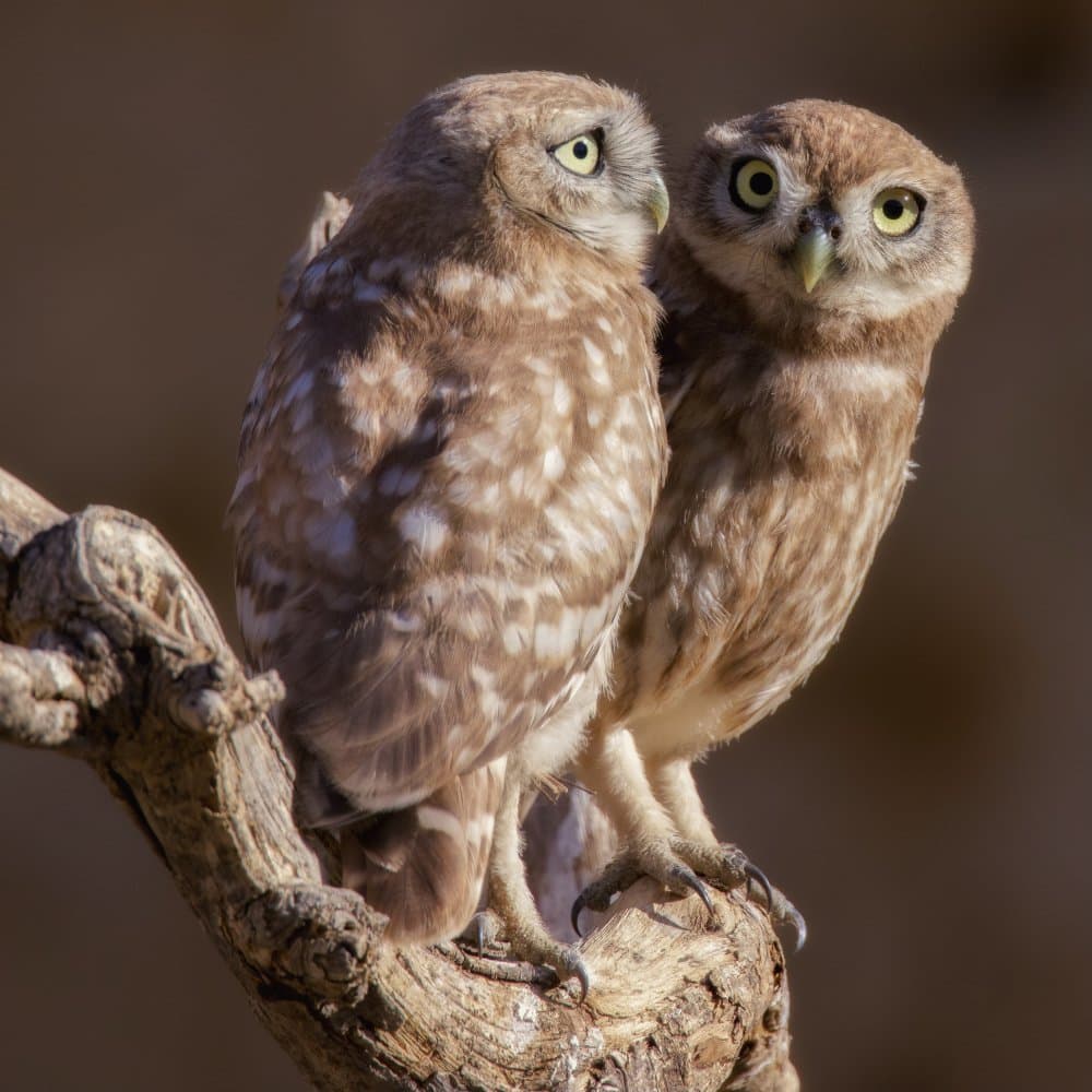 Curious Little Owls by David Manusevich — canvas wall art
