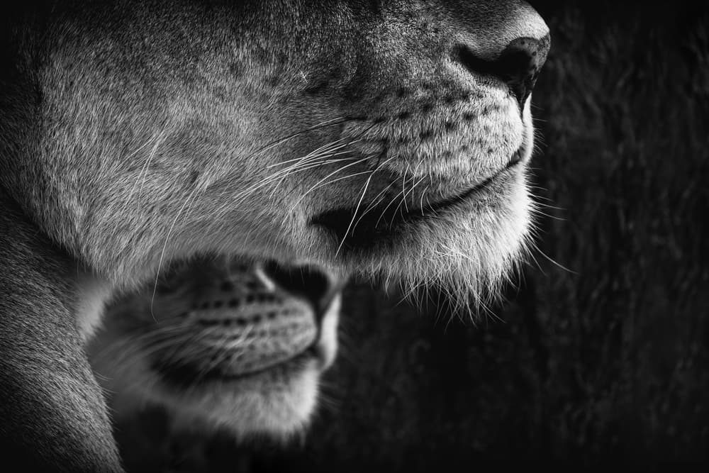 Majestic Lion Profile by Mohammed Alnaser — canvas wall art