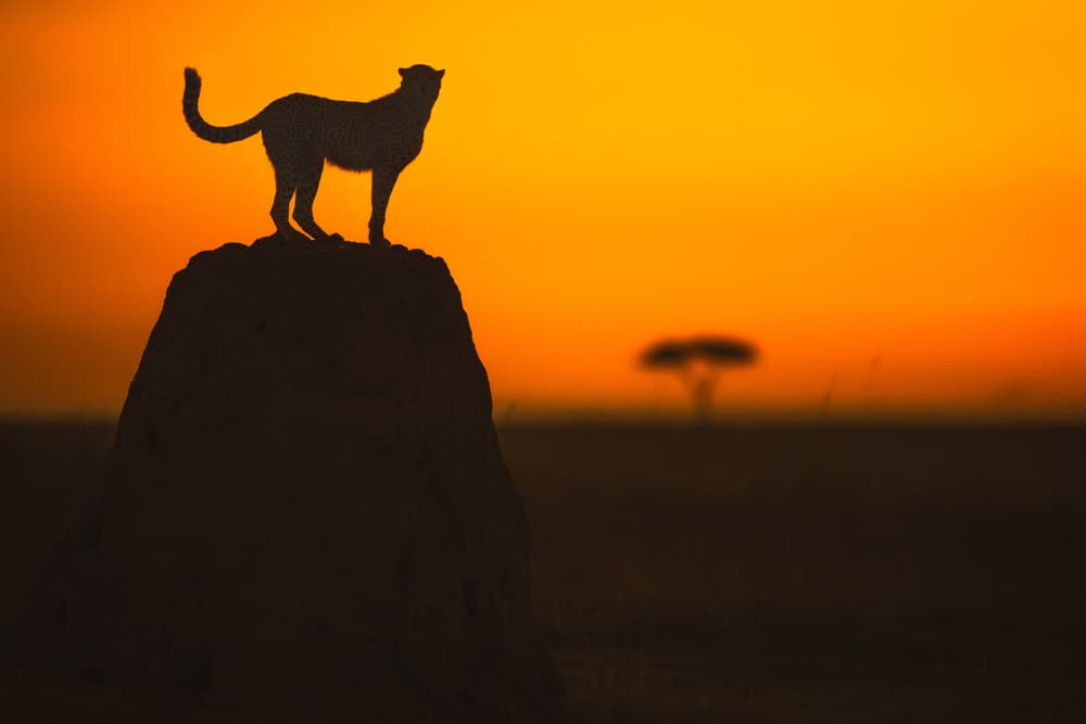Cheetah Sunset Silhouette by Faisal ALnomas — canvas wall art