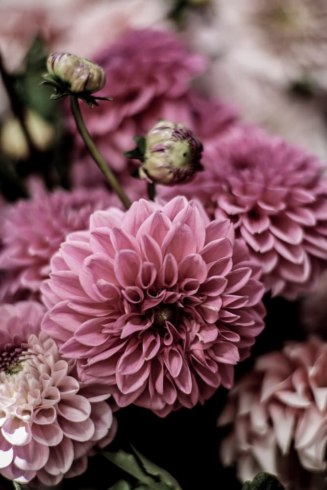 Petal Symphony by Shot by Clint — canvas wall art