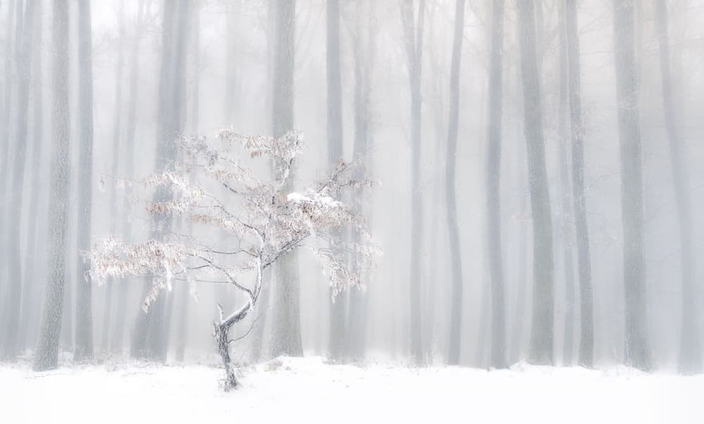 Misty Winter Tree by Peter Svoboda MQEP — canvas wall art