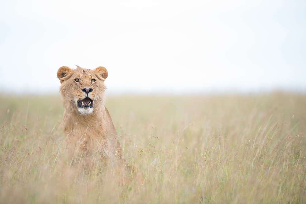 Young Lion by Roberto Marchegiani — canvas wall art