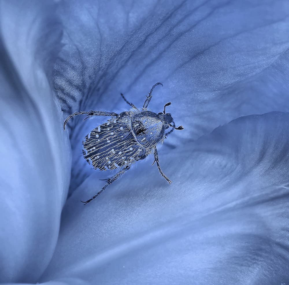 Blue Beetle on Petal by Thierry Dufour — canvas wall art