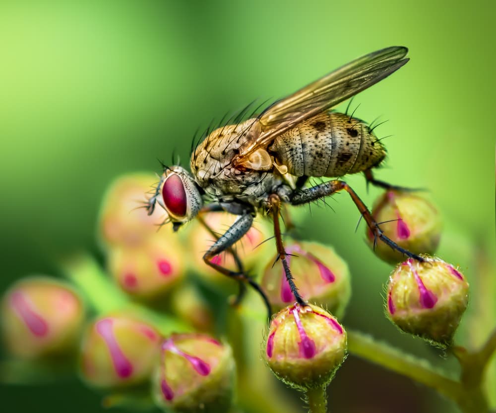 Red Eyed Fly Macro by Atul Saluja — canvas wall art