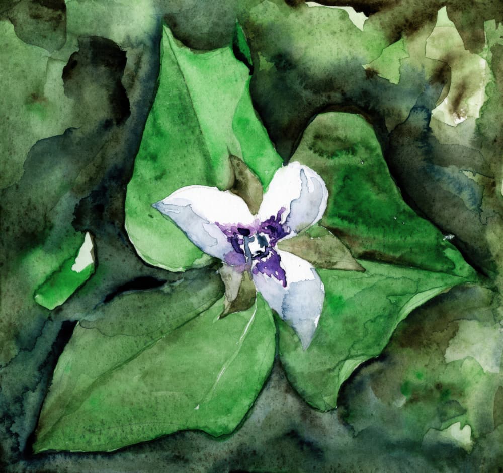 White Trillium Bloom by RodMacIver — canvas wall art