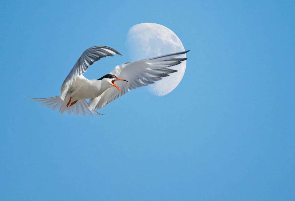 Tern Flying Moon by אייל בר אור • Eyal Bar Or — canvas wall art