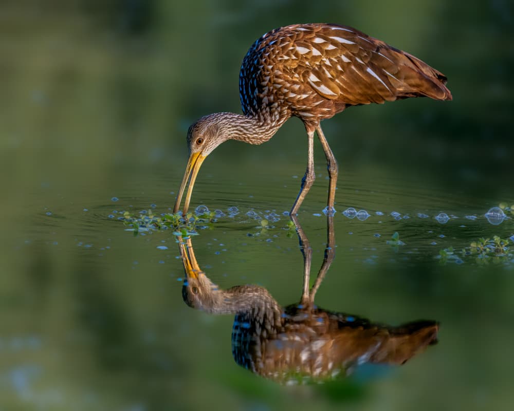 Limpkin Water Reflection by Jacob (Jian) Xu — canvas wall art