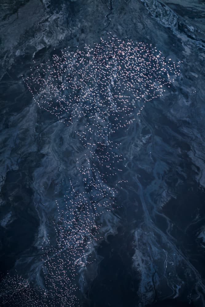 Pink Flamingos Aerial Pattern by John Fan — canvas wall art