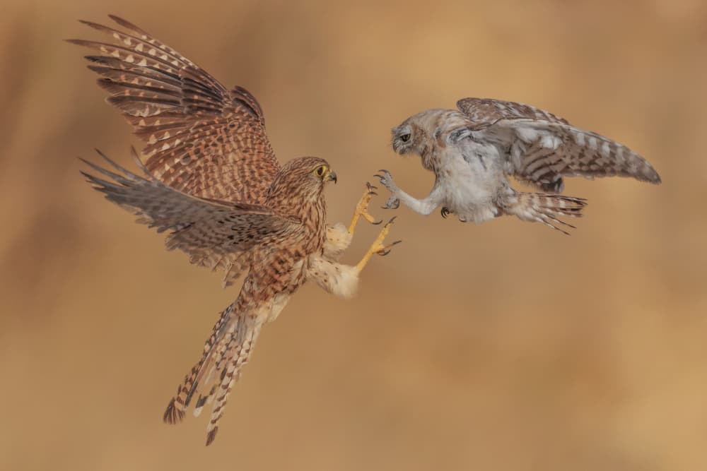 Kestrel Owl Clash by David Manusevich — canvas wall art
