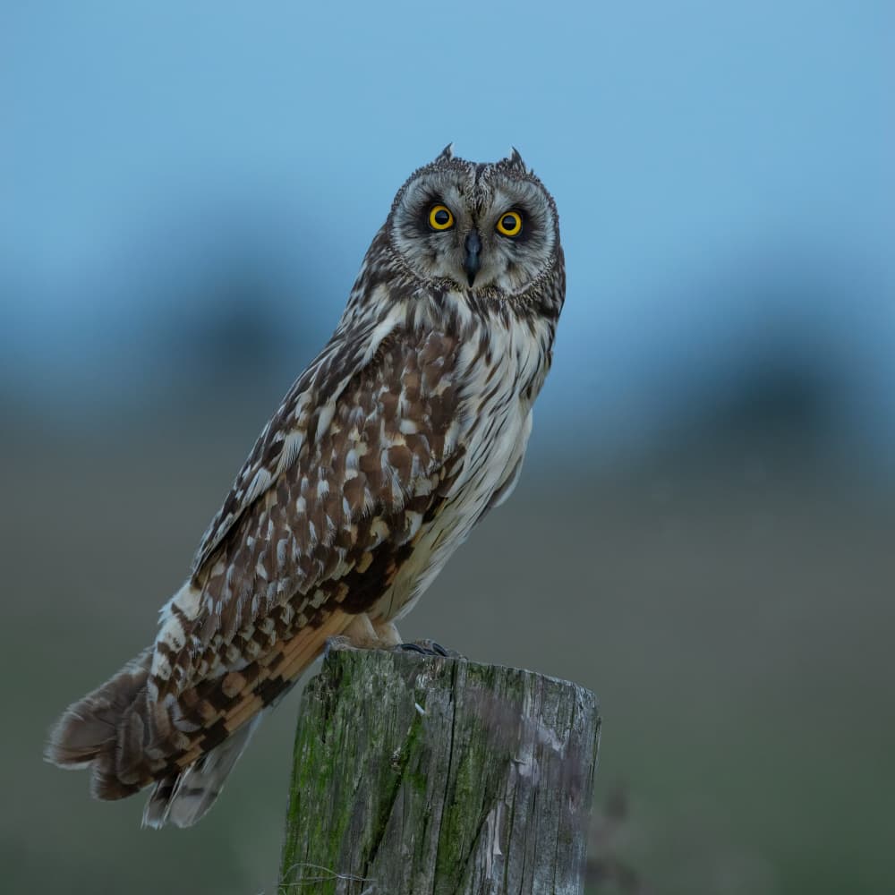 Short-Eared Owl Gaze by Annie Keizer — canvas wall art