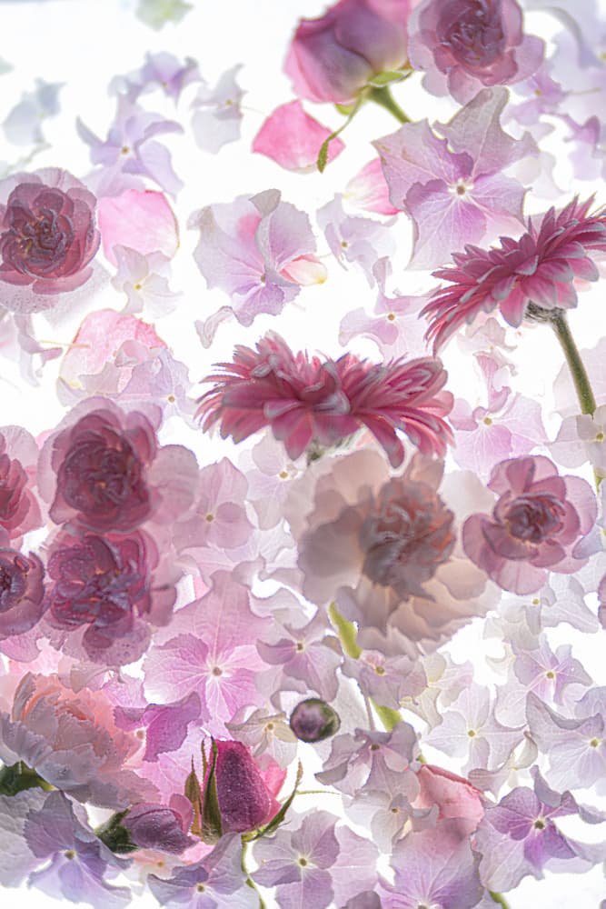 Delicate Petal Bloom by Miharu † — canvas wall art