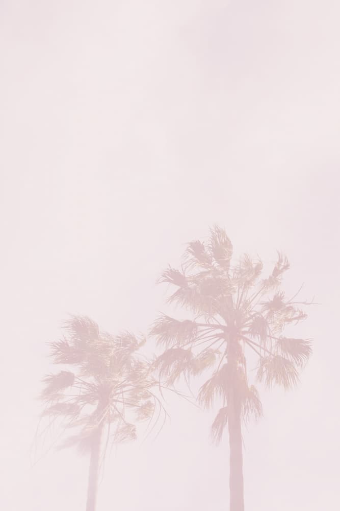 Dreamy Pink Palm Trees by Oju Design — canvas wall art