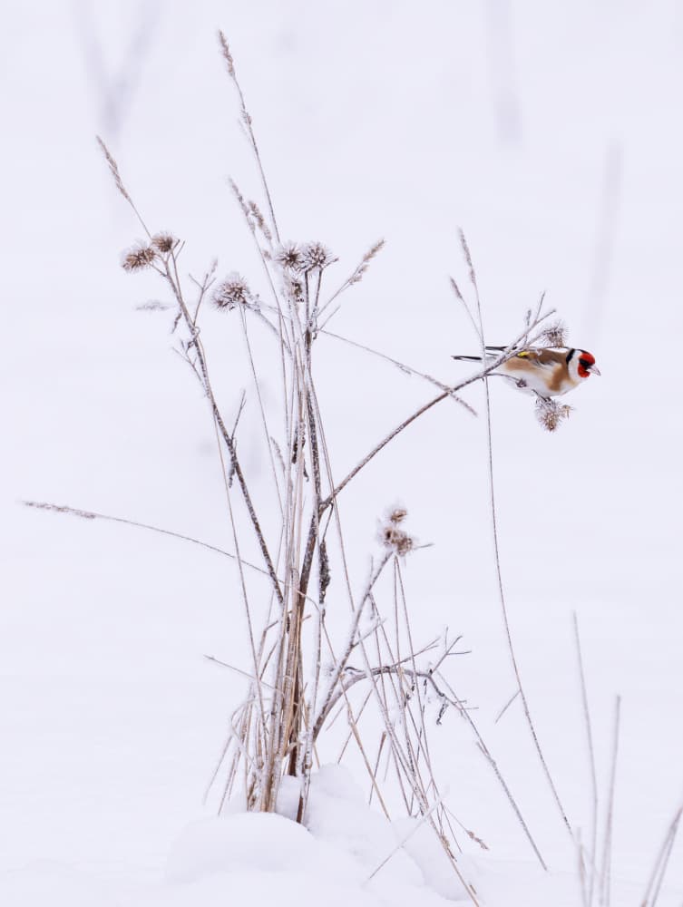 Goldfinch In Winter Snow by Allan Wallberg — canvas wall art
