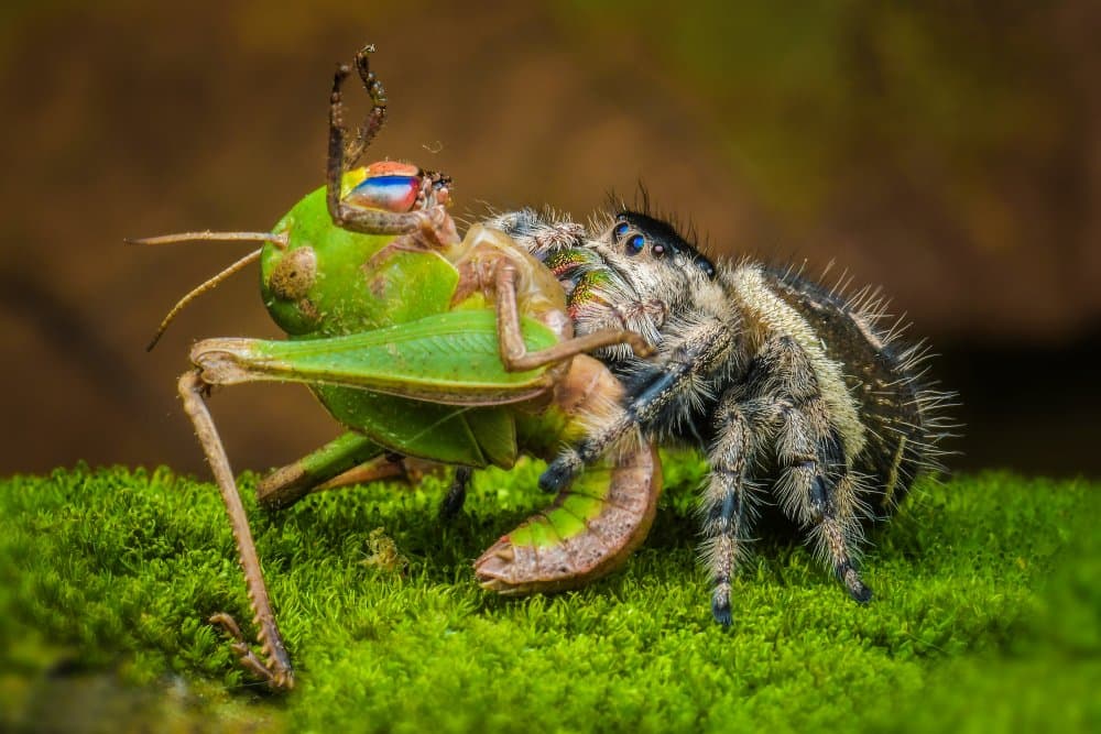 Spider Hunts Grasshopper by Ajar Setiadi — canvas wall art