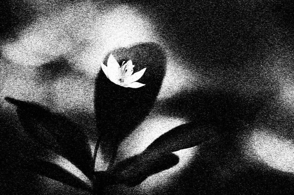 Stark White Bloom by Ylva Sjögren — canvas wall art