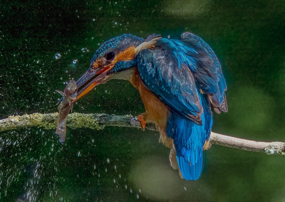 Vibrant Kingfisher Catch by David Bennion — canvas wall art