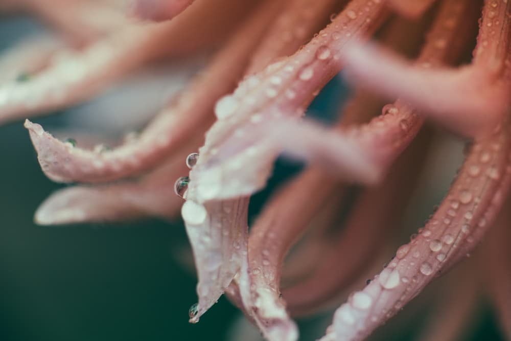 Pink Petal Drops by Javier Pardina — canvas wall art
