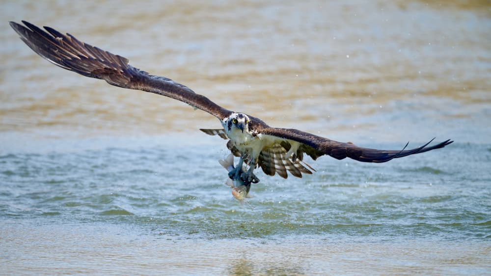Osprey Catches Fish by Johnny Chen — canvas wall art