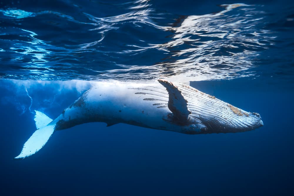Humpback Whale Underwater by Barathieu Gabriel — canvas wall art