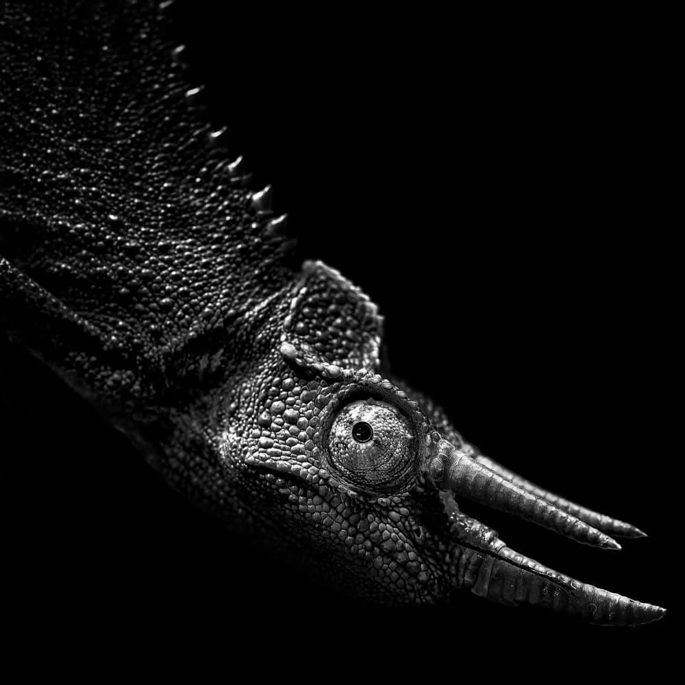 Horned Chameleon Portrait by Christian Meermann — canvas wall art