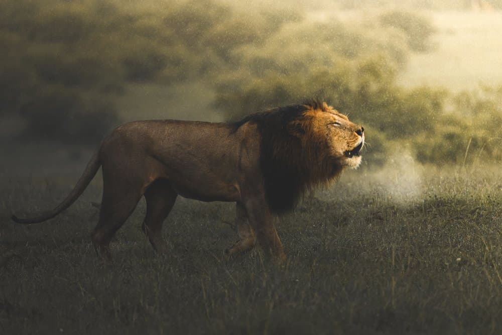 Majestic Lion Roaring by Ahmed Sobhi — canvas wall art