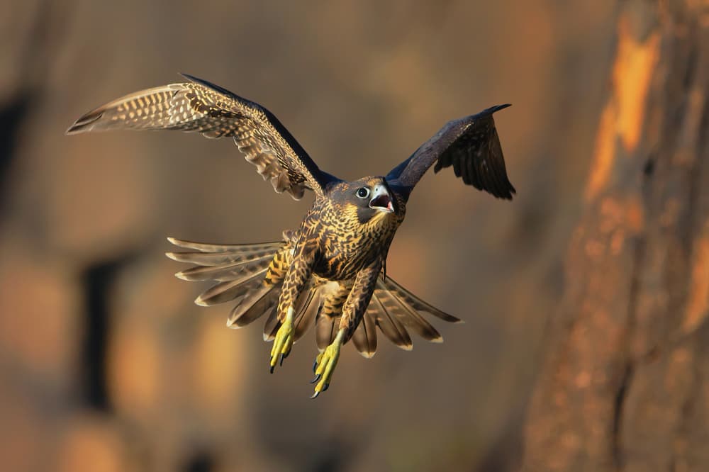 Peregrine Falcon In Flight by Gavin Lam — canvas wall art