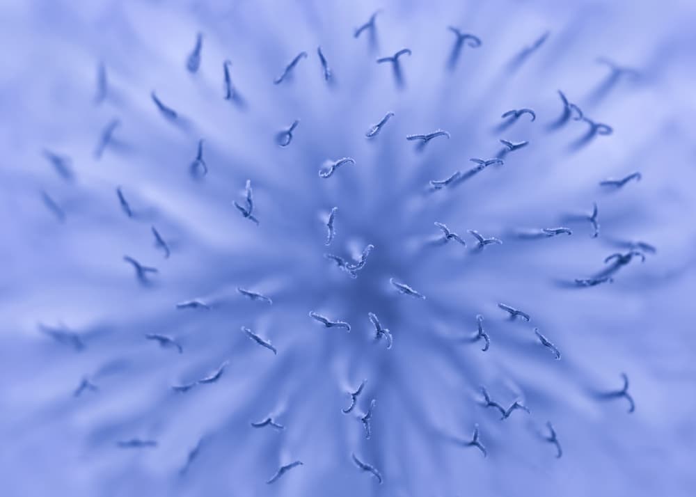 Indigo Bloom Detail by Lucie Gagnon — canvas wall art