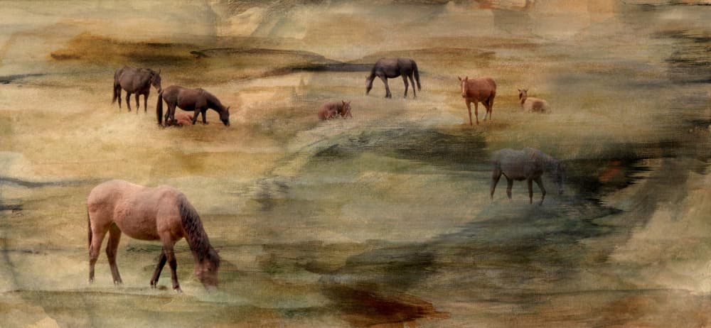 Wild Horses Grazing by Gemma Bardot — canvas wall art