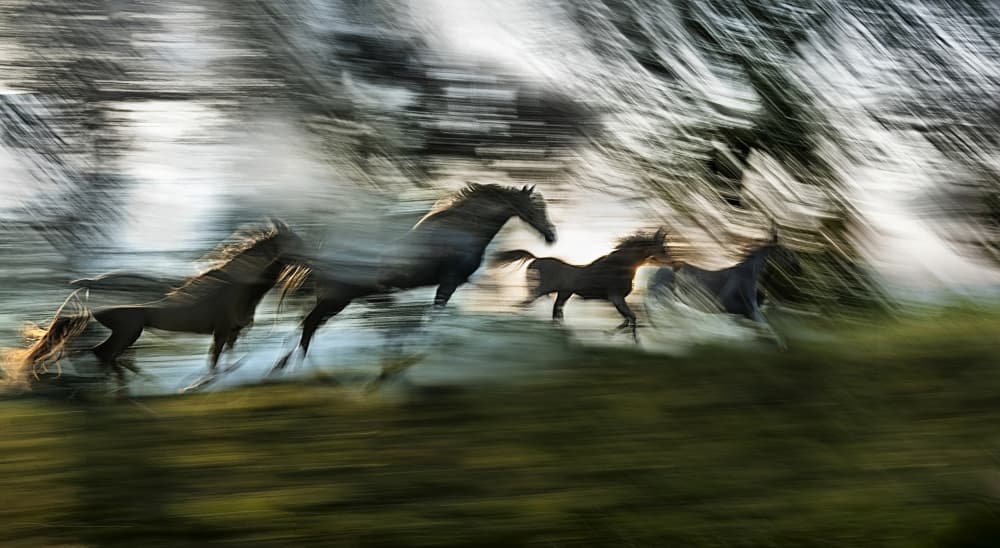 Galloping Wild Horses by Milan Malovrh — canvas wall art
