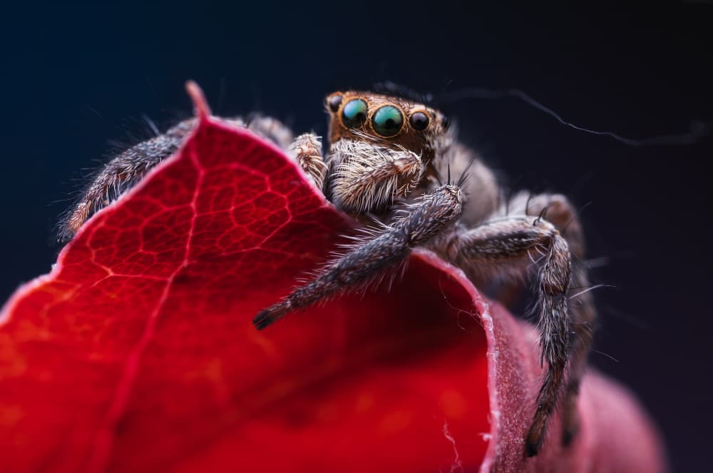 Curious Green-Eyed Spider by Summer2016 — canvas wall art