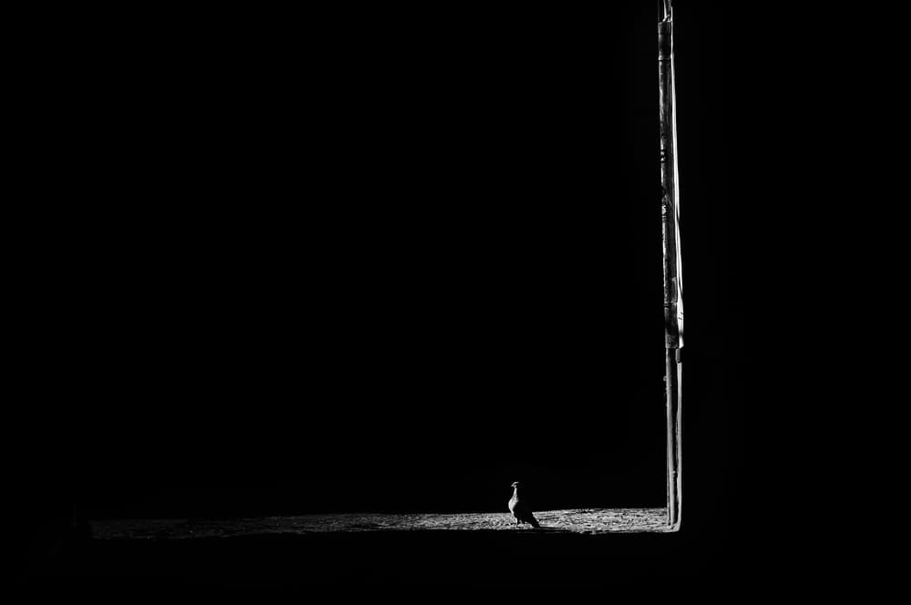 Pigeon In Light Beam by Antonio Grambone — canvas wall art