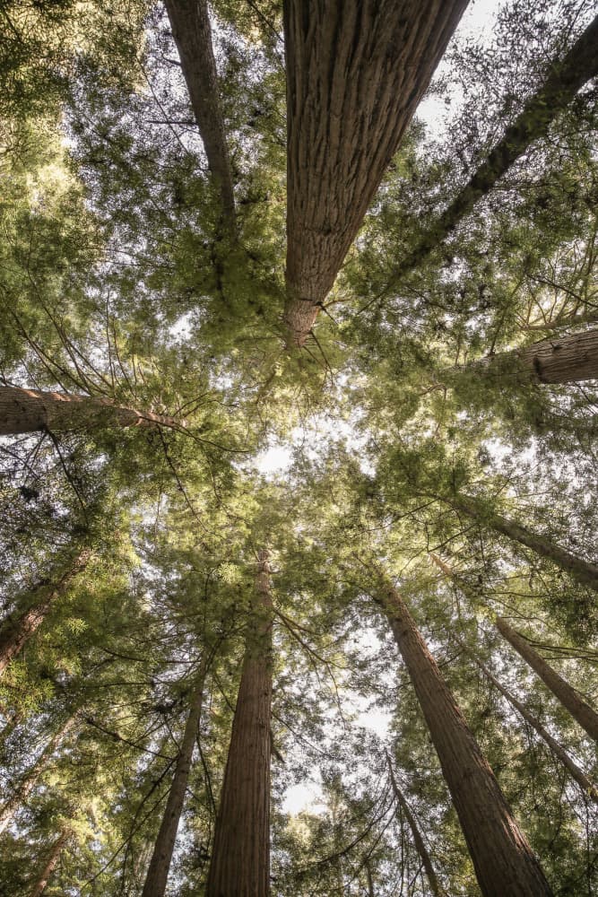 Beauty of Nature by Shot by Clint — canvas wall art