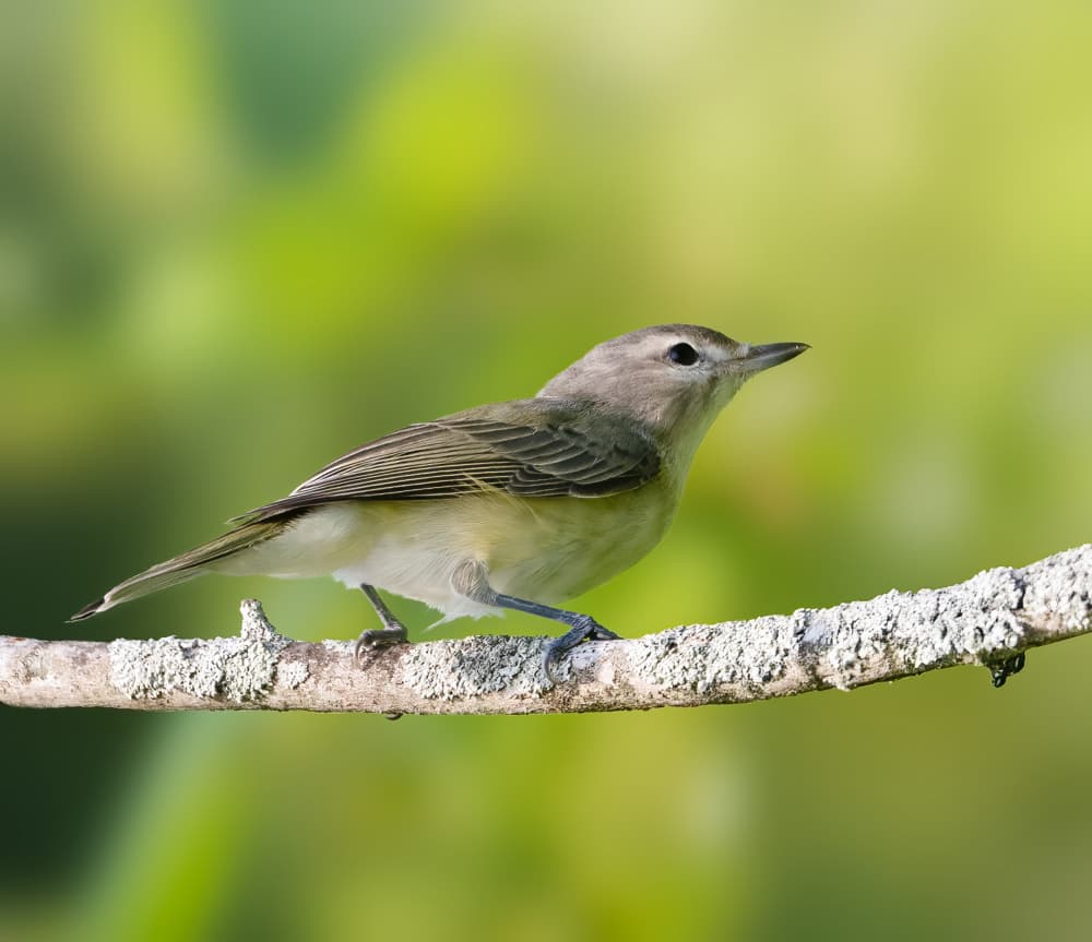 Calm Bird on Branch by Robert Zhang — canvas wall art