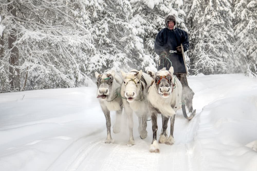 Arctic Reindeer Sleigh Ride by Marcel Rebro — canvas wall art
