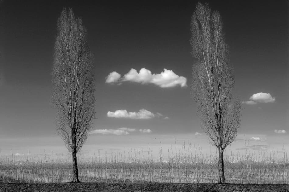 Bare Trees Winter Sky by Jure Kravanja — canvas wall art
