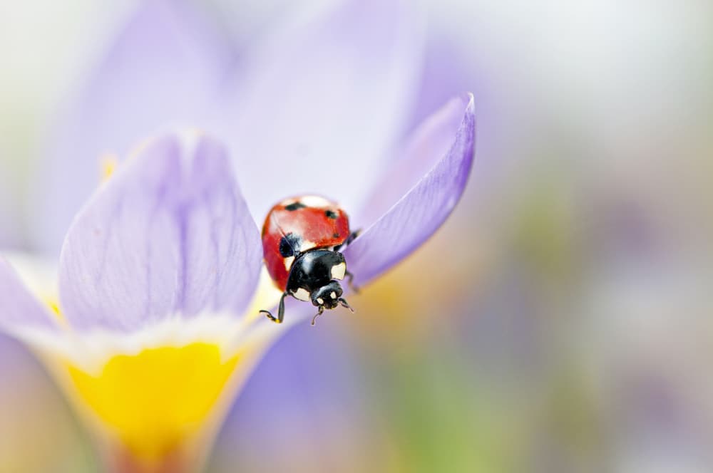 Red Ladybug on Crocus Bloom by Jacky Parker — canvas wall art