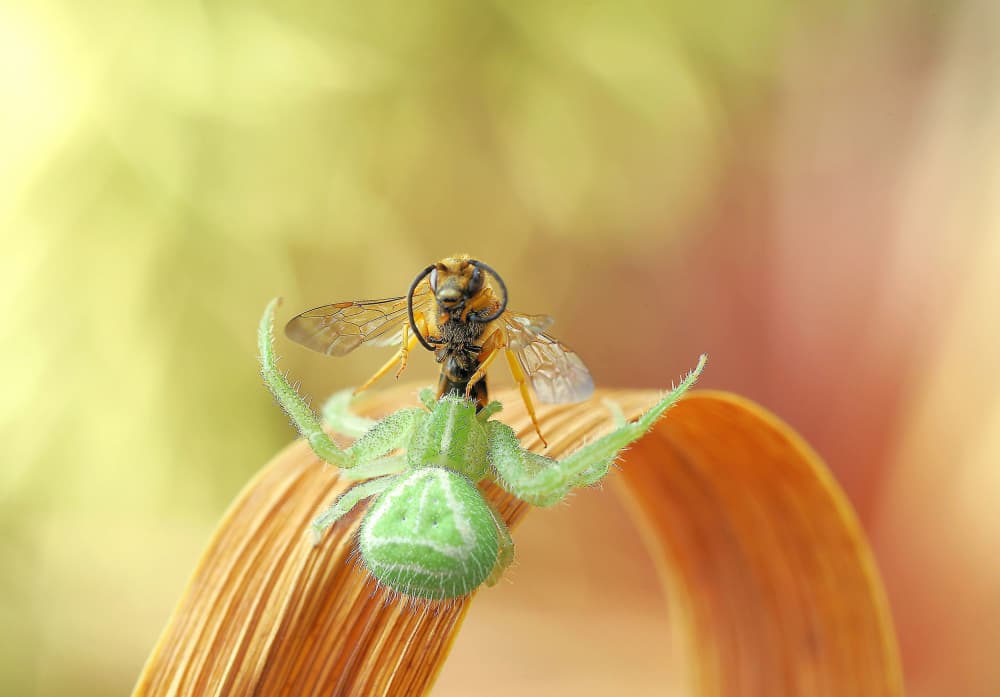 Green Spider Capture by Thierry Dufour — canvas wall art