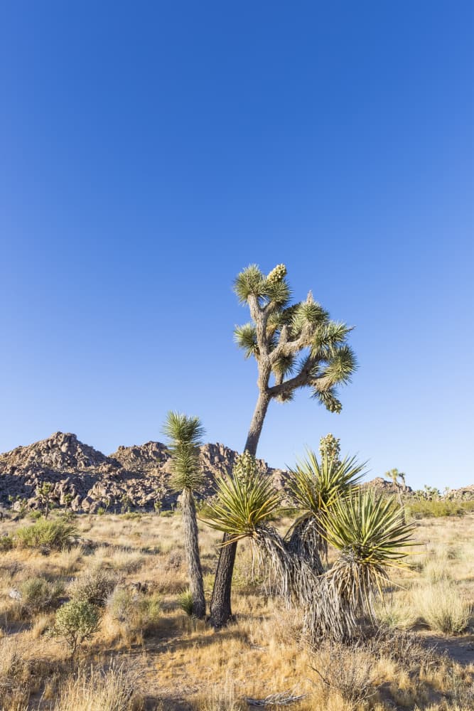 Joshua Tree Desert Sky by Melanie Viola — canvas wall art