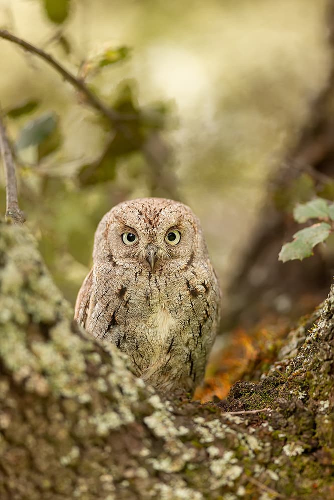 Watchful Forest Owl by Joan Gil Raga — canvas wall art