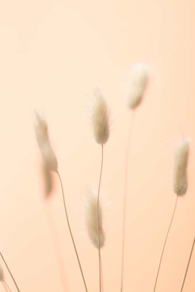 Fluffy Bunny Tails by Pictufy Studio III — canvas wall art