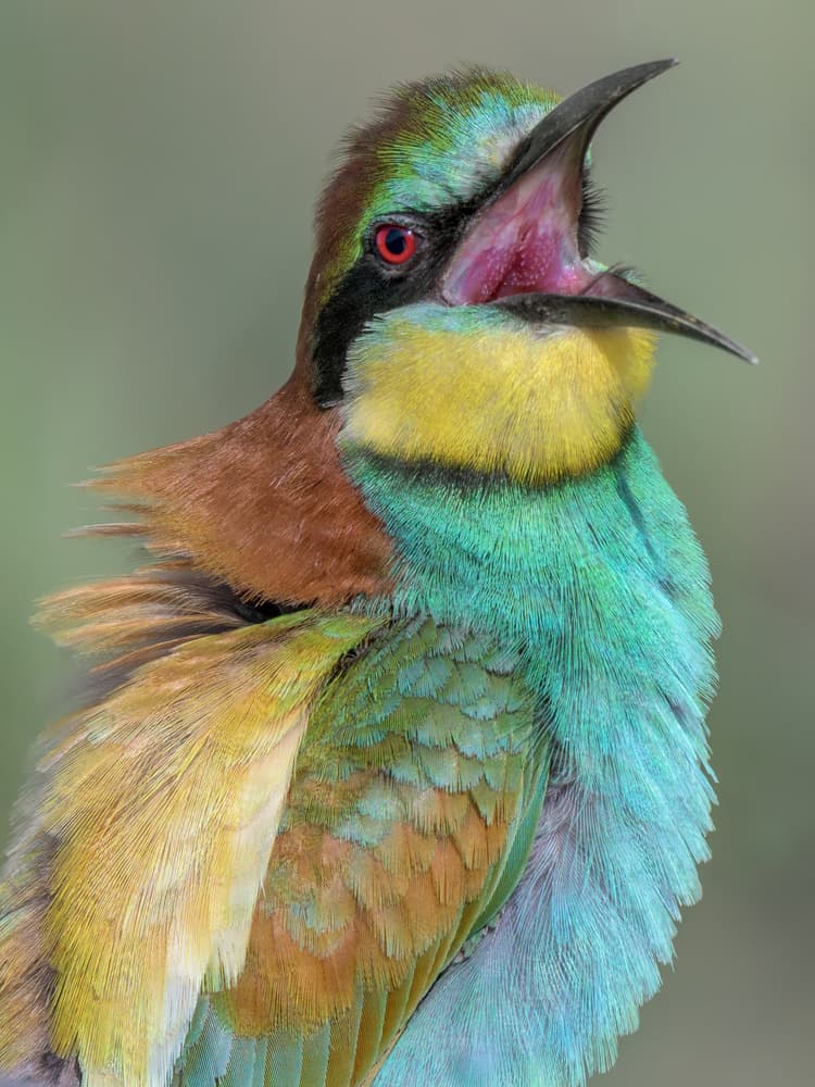 Vibrant Singing Bird by Massimo Tamajo — canvas wall art