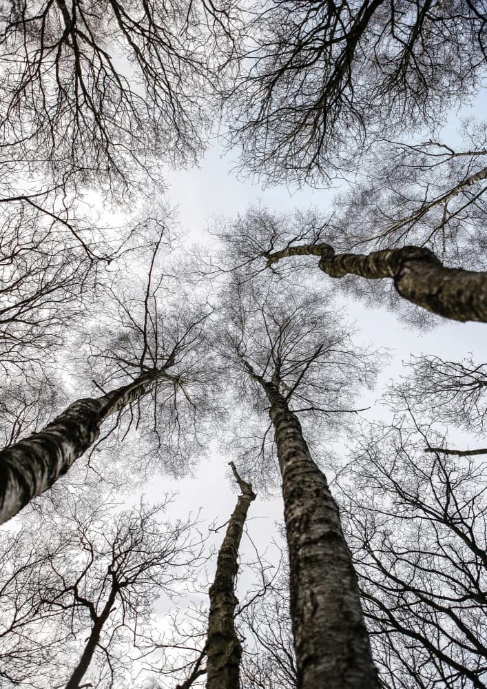 Winter's Embrace by Shot by Clint — canvas wall art