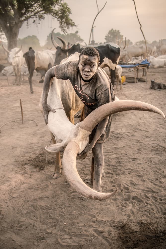 Dinka Boy With His Cow by Trevor Cole — canvas wall art