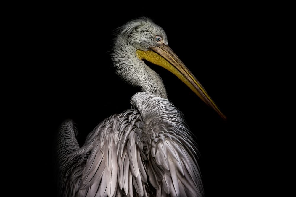 Majestic Pelican Portrait by Natalia Rublina — canvas wall art
