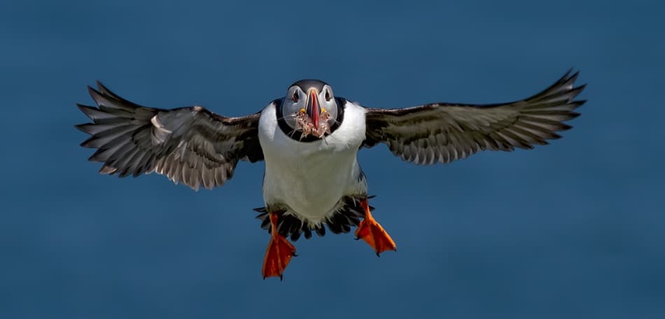 Puffin's Fresh Catch by Alfred Forns — canvas wall art