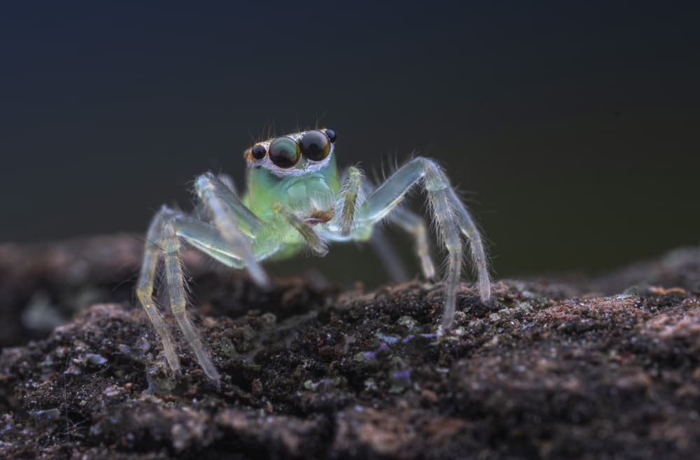 Curious Green Jumping Spider by Summer2016 — canvas wall art