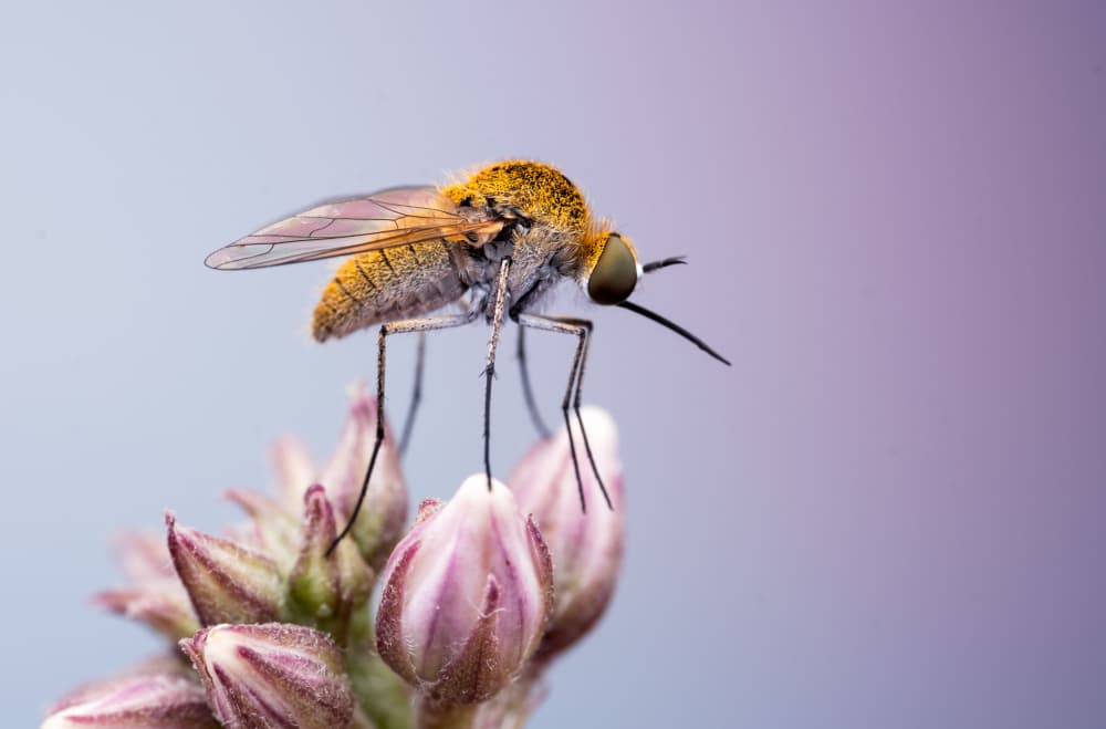 Fuzzy Bee Fly Bloom by Summer2016 — canvas wall art