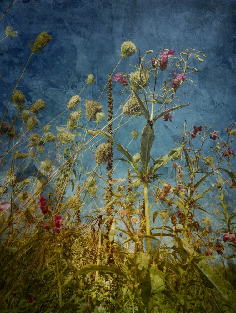 Wild Field Blues by Angelo Cerantola — canvas wall art