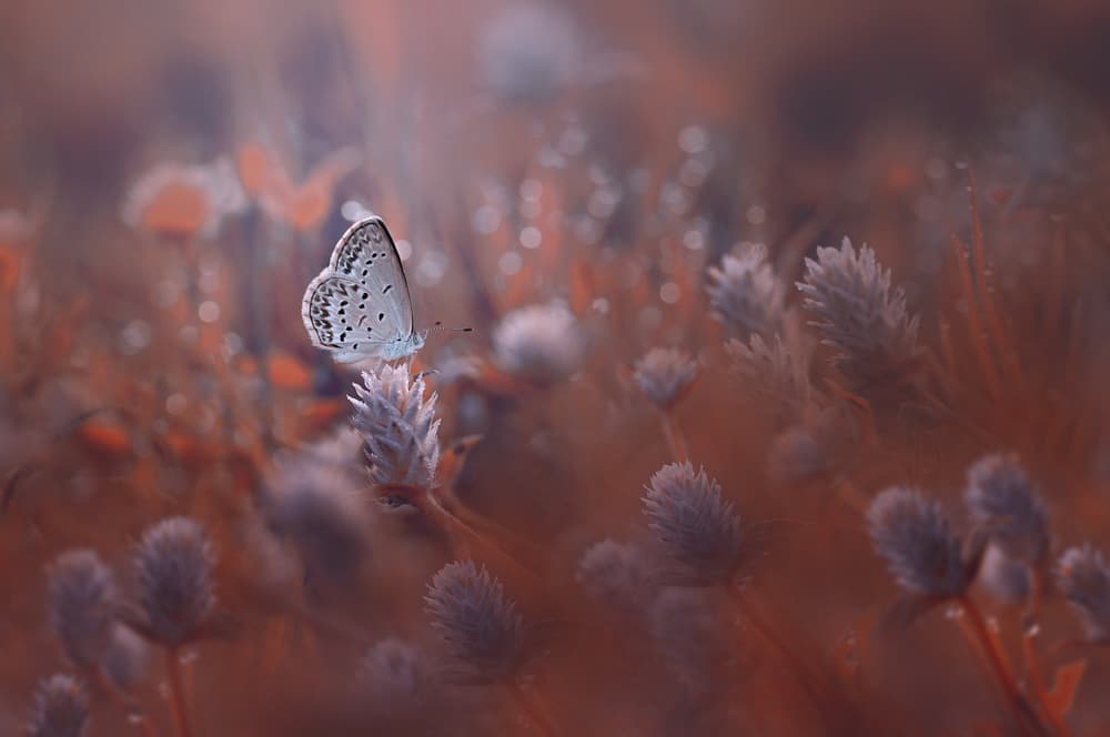 Delicate Butterfly Field by Edy Pamungkas — canvas wall art